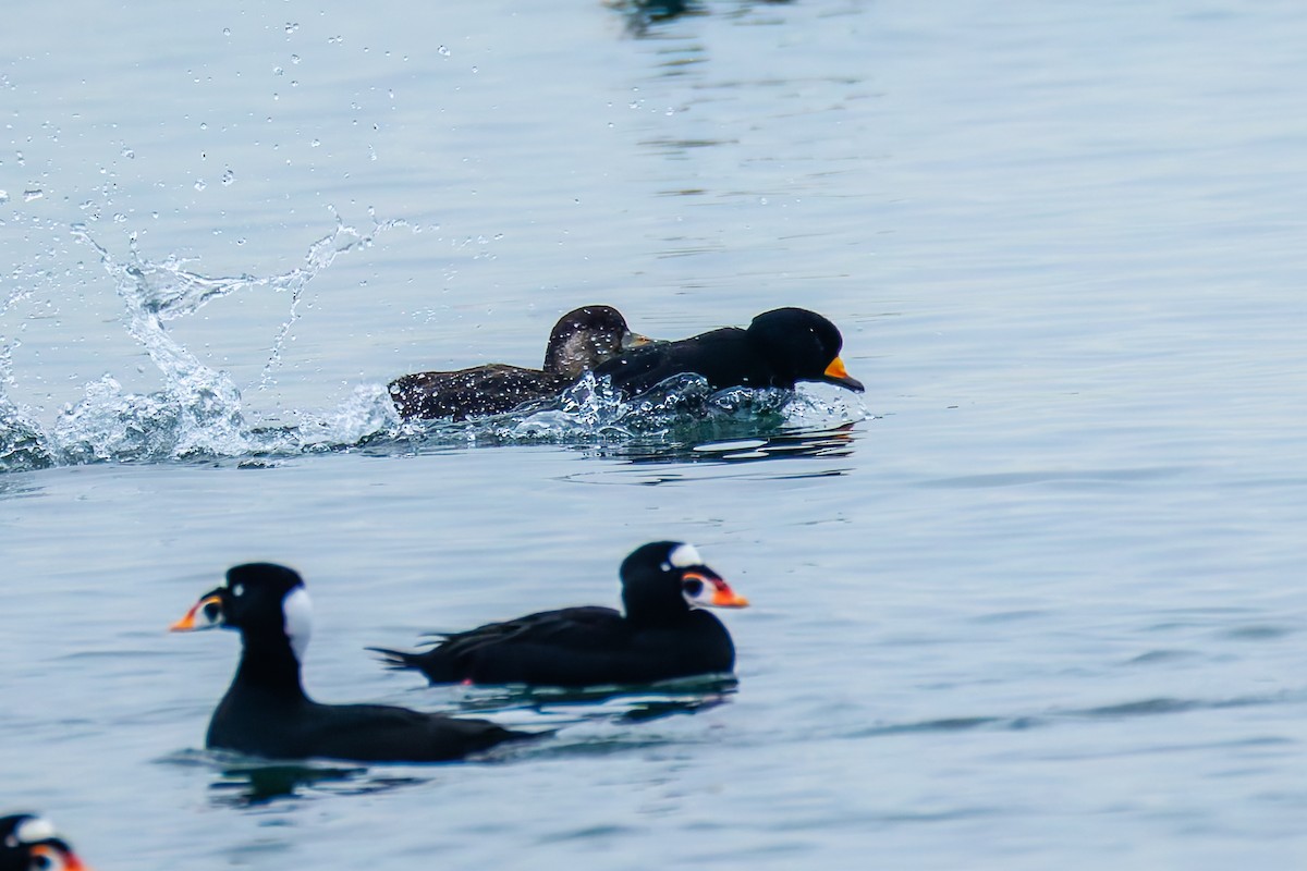 Ahatebeltz amerikarra - ML646830827