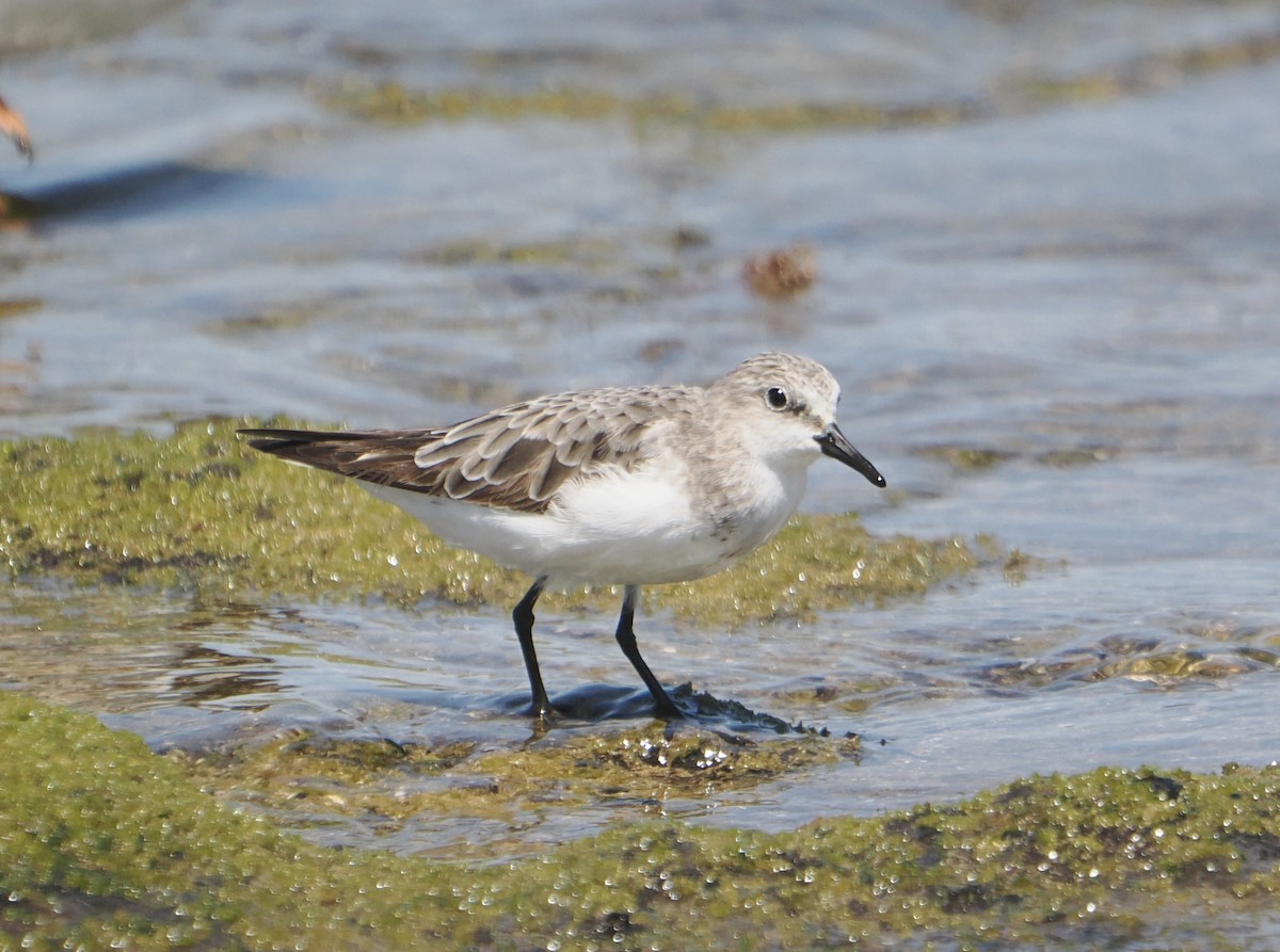 紅胸濱鷸 - ML646830829