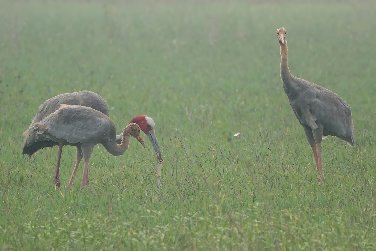 オオヅル - ML646830830