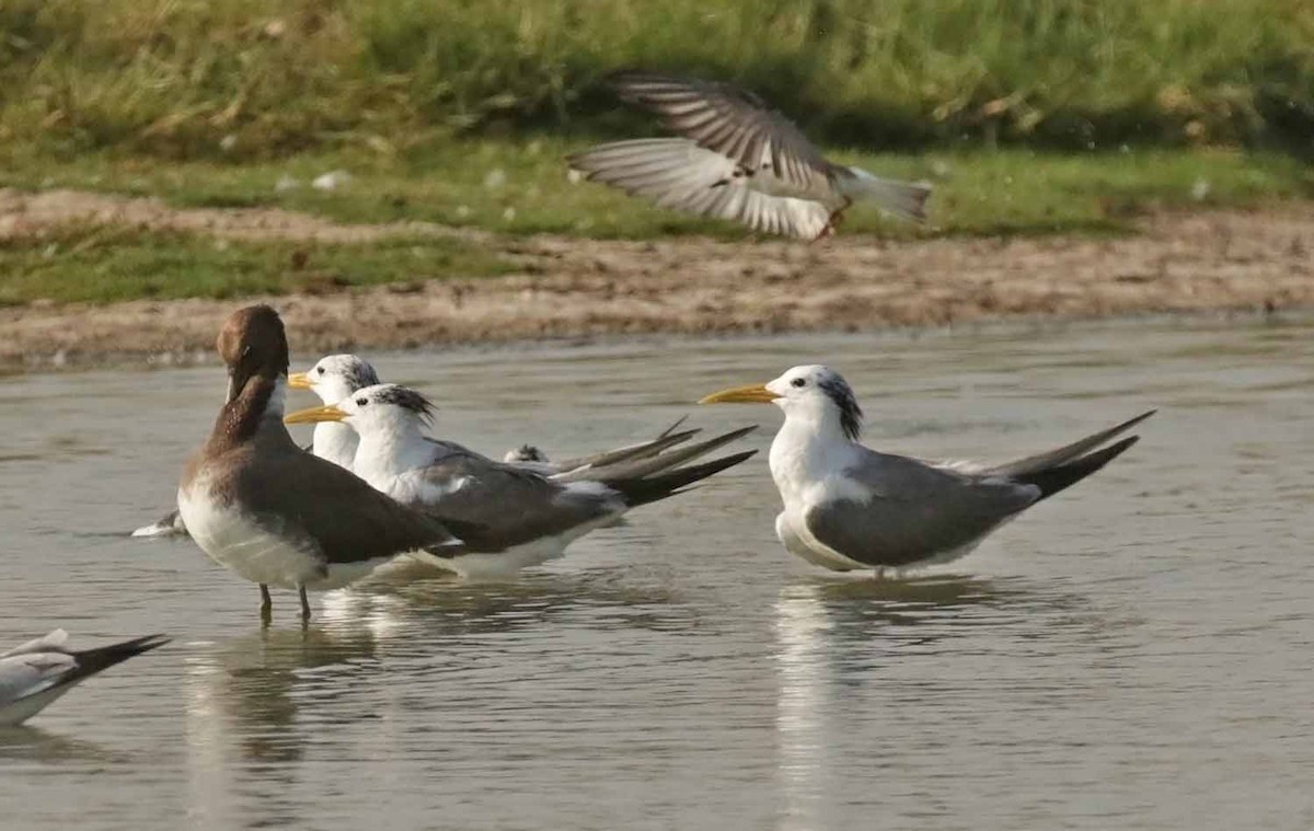 Хохлатая крачка - ML646830832