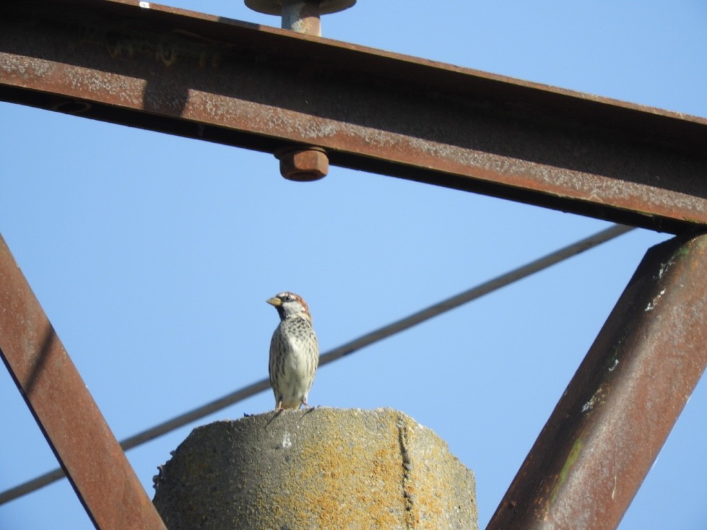 Moineau espagnol - ML646830833