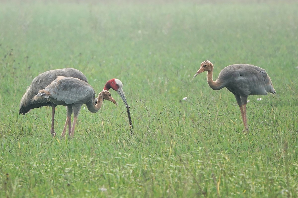 オオヅル - ML646830834