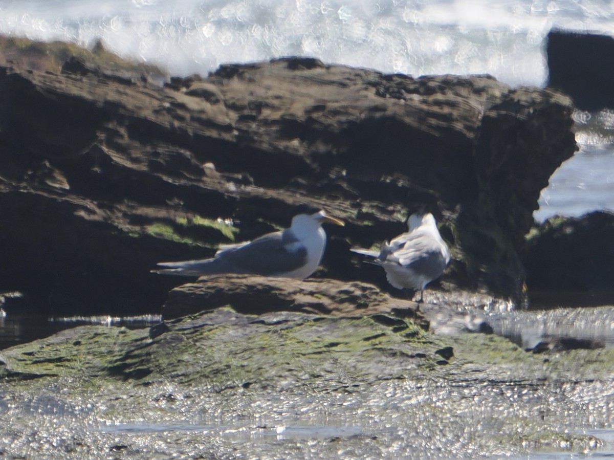 Great Crested Tern - ML646830836