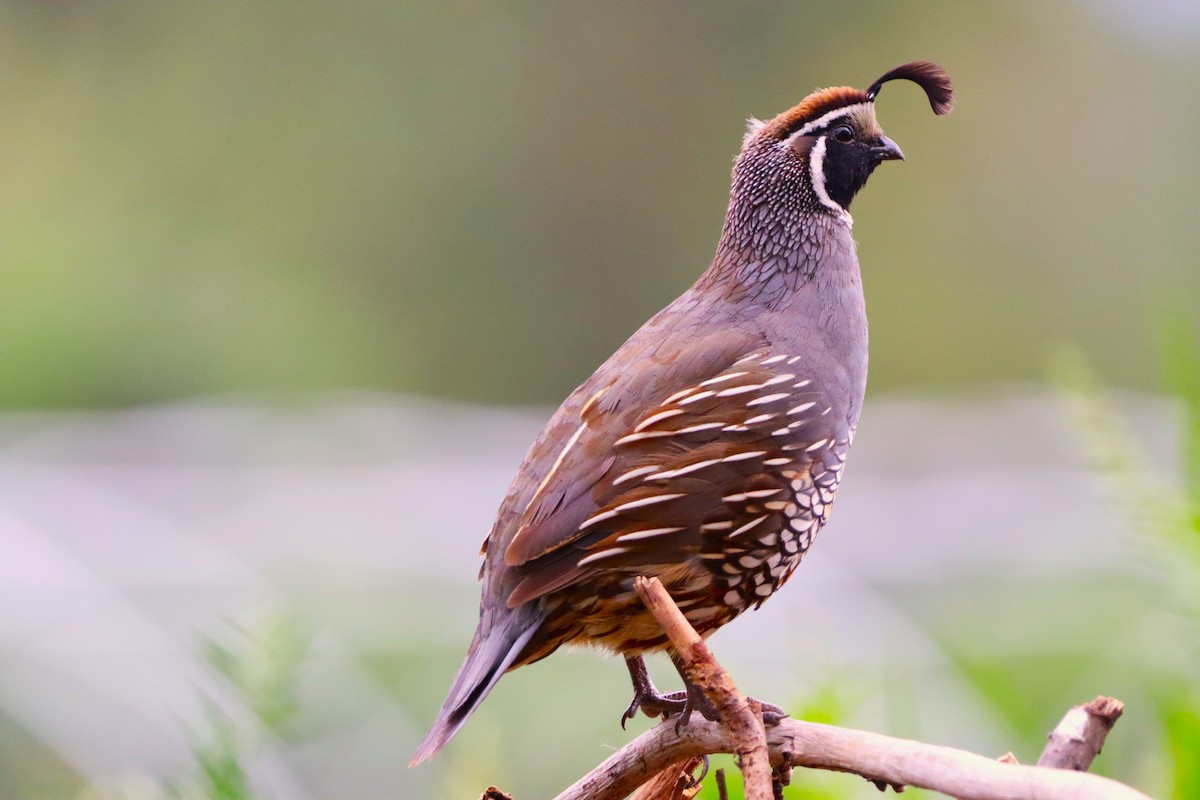 California Quail - ML646830837