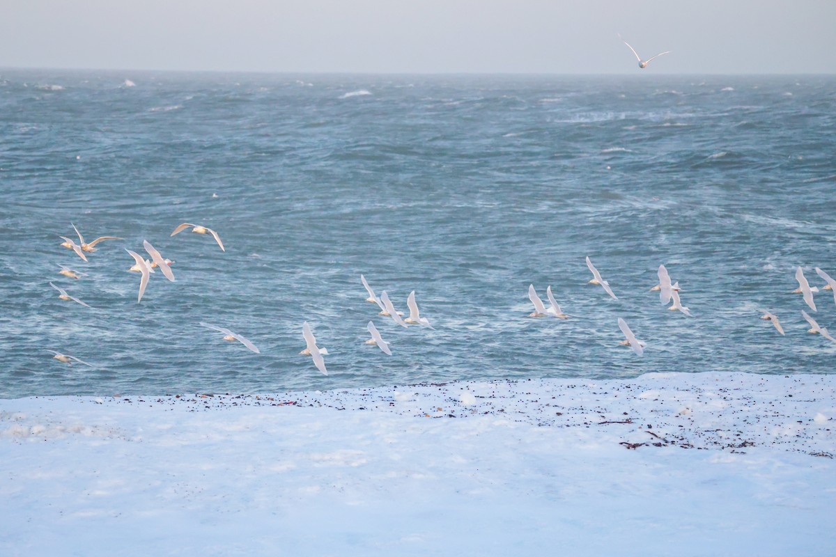 Бургомистр - ML646830838