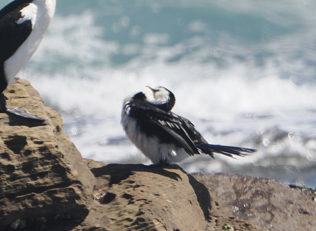 Little Pied Cormorant - ML646830839