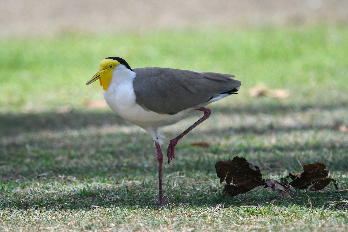 Masked Lapwing (Masked) - ML646830840