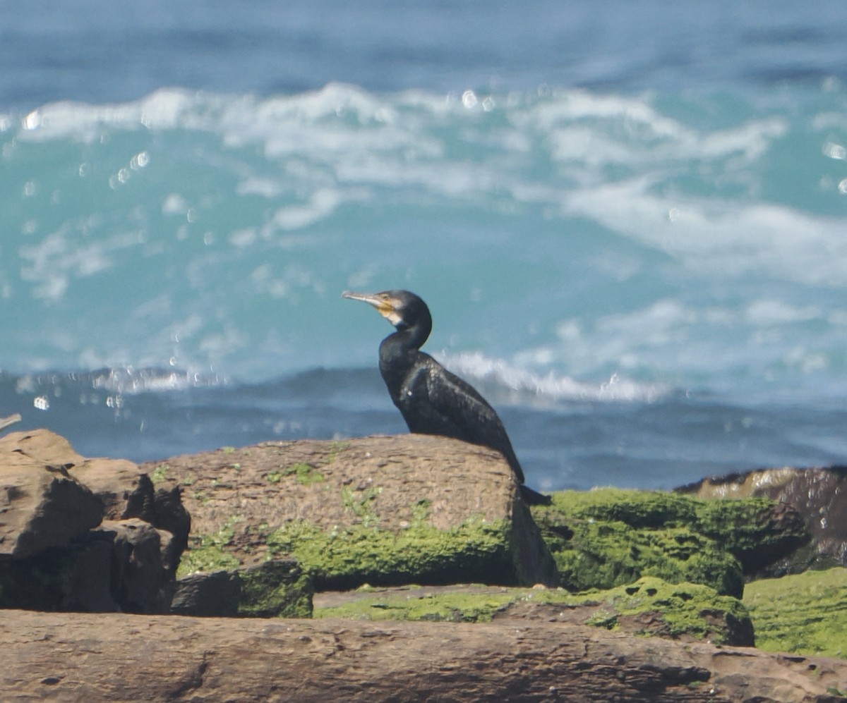 Great Cormorant - ML646830843