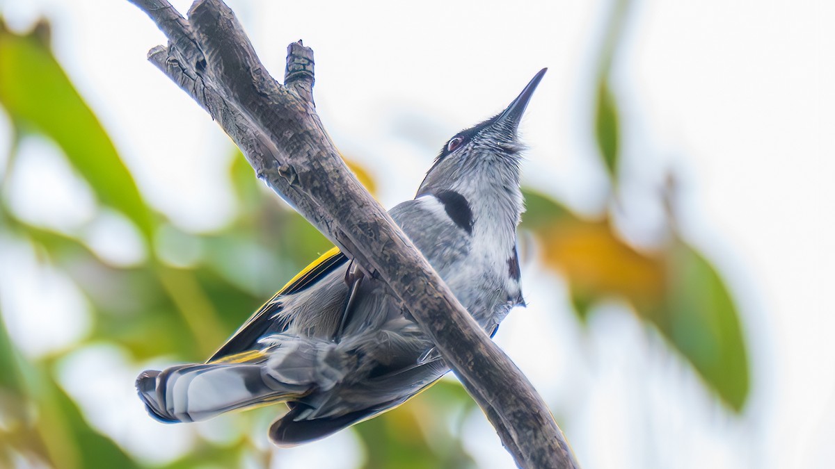 Златокрылый медолюб - ML646830844