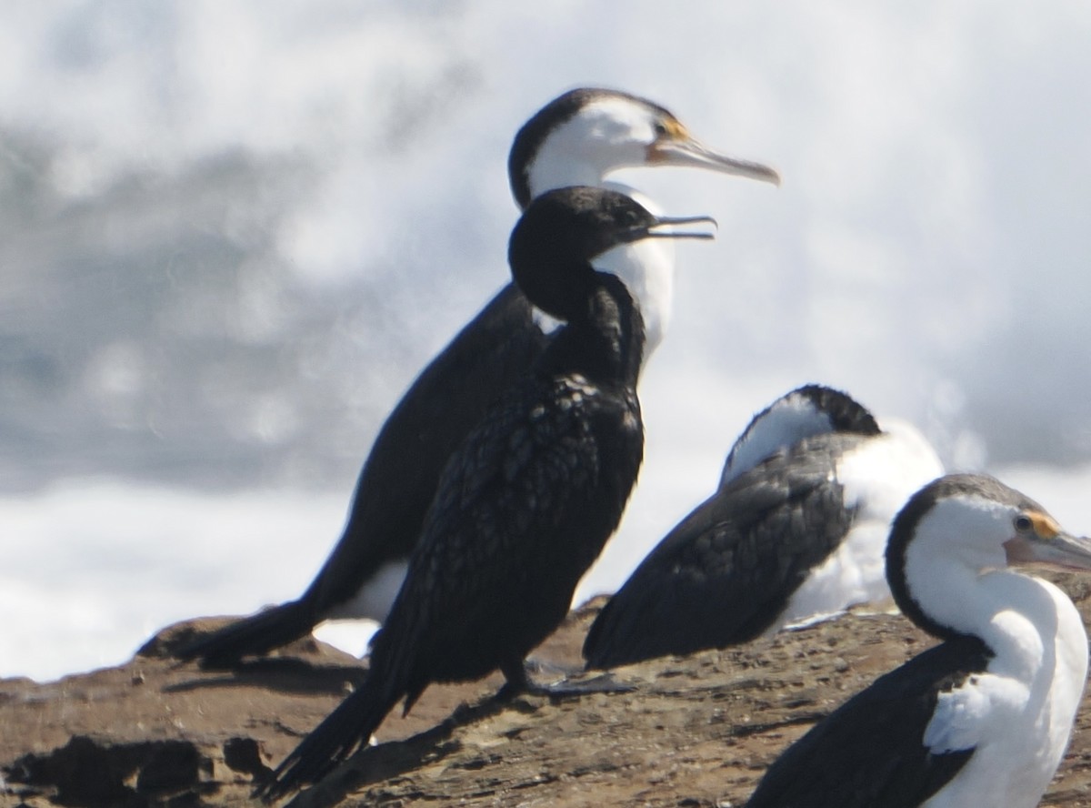 Little Black Cormorant - ML646830845