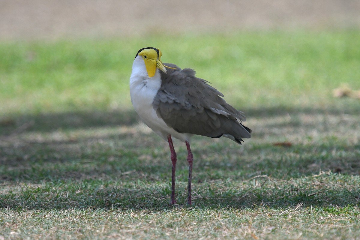 Masked Lapwing (Masked) - ML646830846