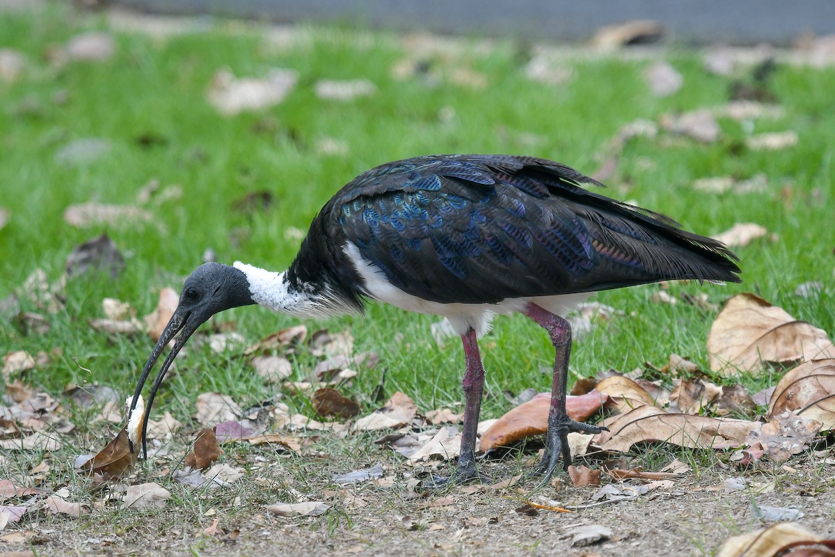 Австралийский ибис - ML646830847