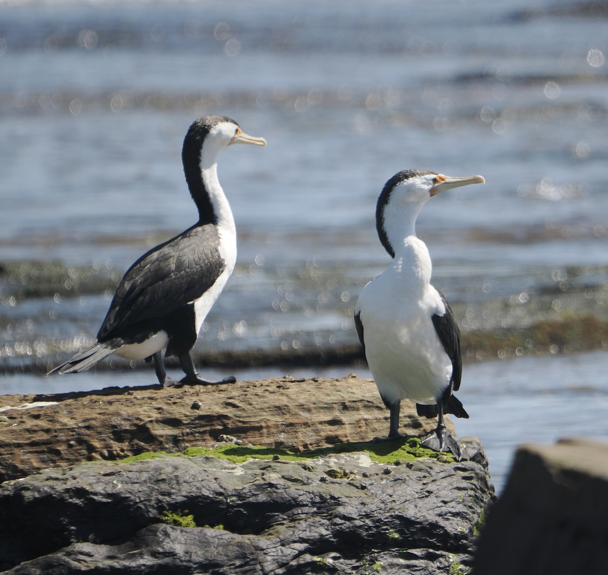 Pied Cormorant - ML646830848