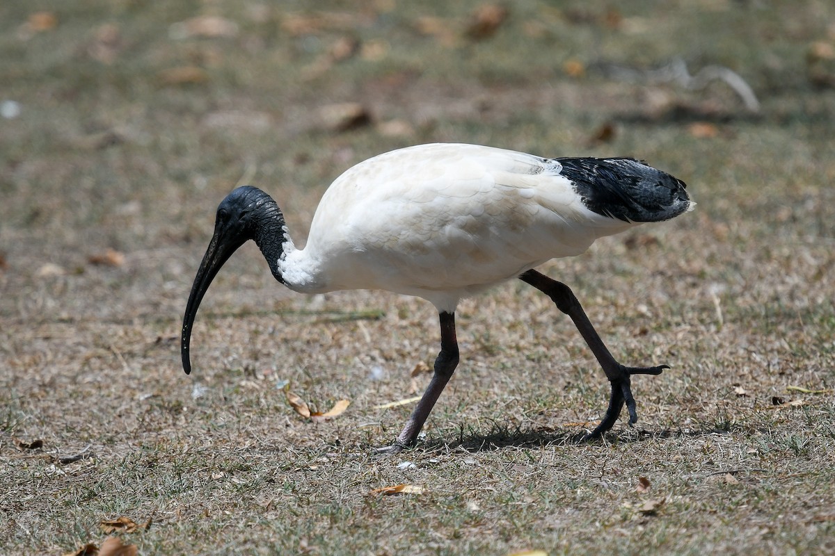 Молуккский ибис - ML646830849