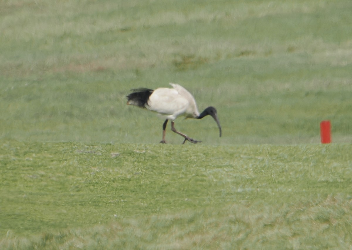 Australian Ibis - ML646830850