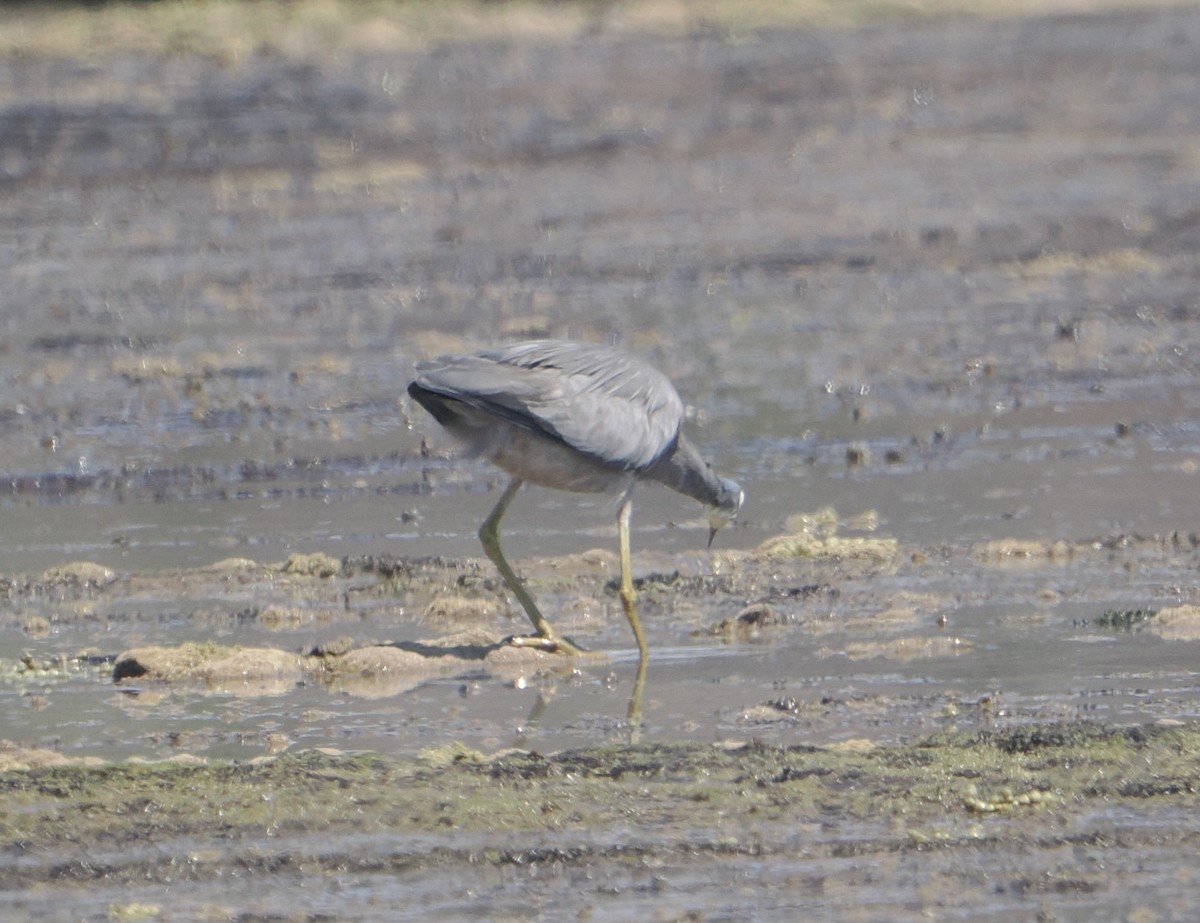 White-faced Heron - ML646830852
