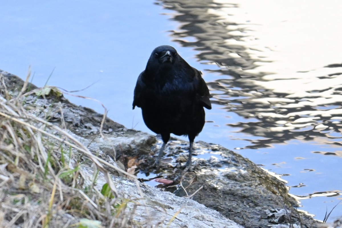 Kara Leş Kargası - ML646830853