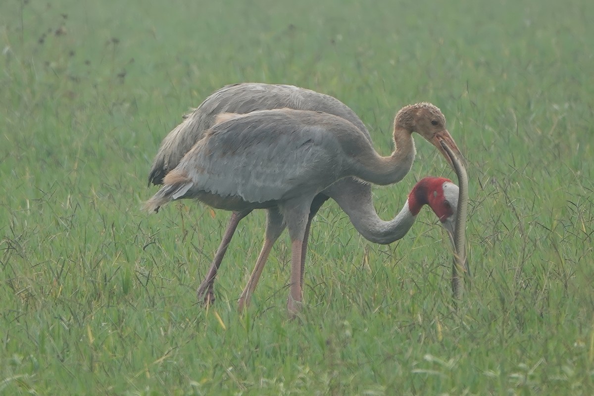 オオヅル - ML646830854