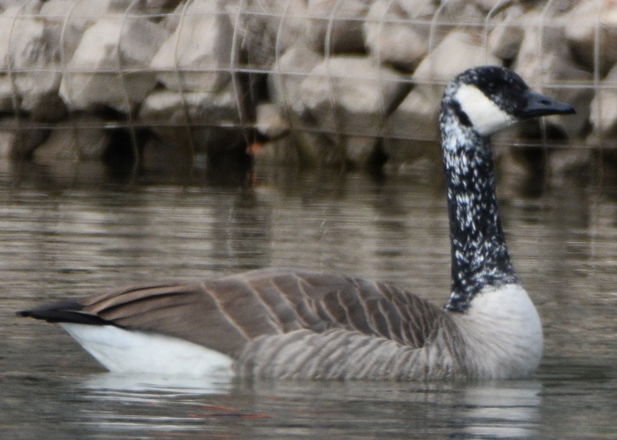 Canada Goose - ML646830855