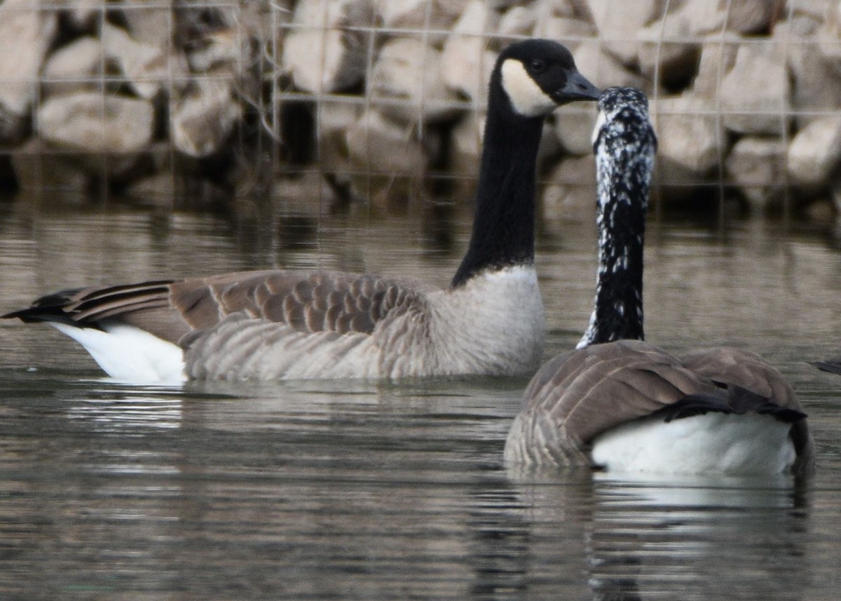 Canada Goose - ML646830856