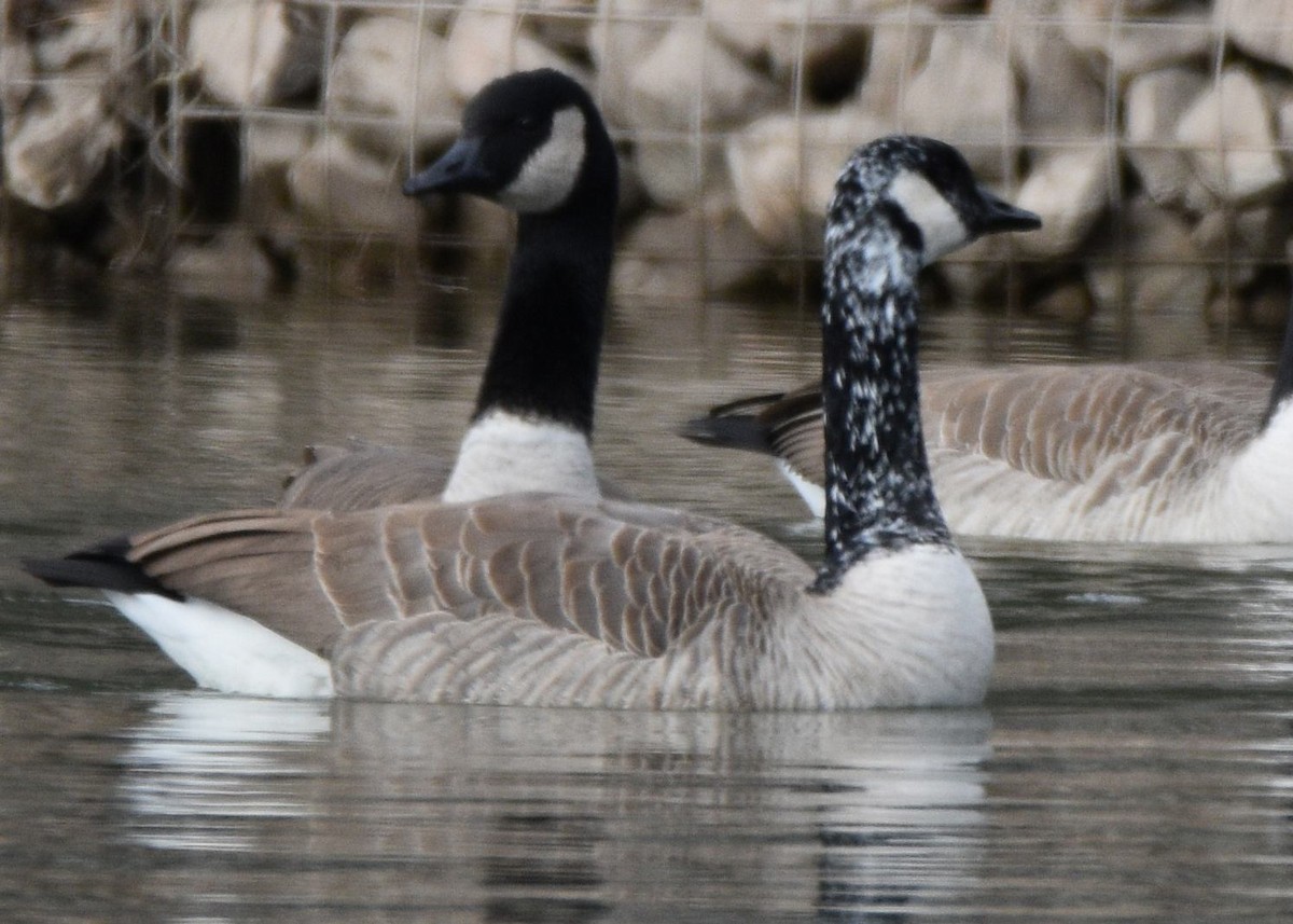Canada Goose - ML646830857