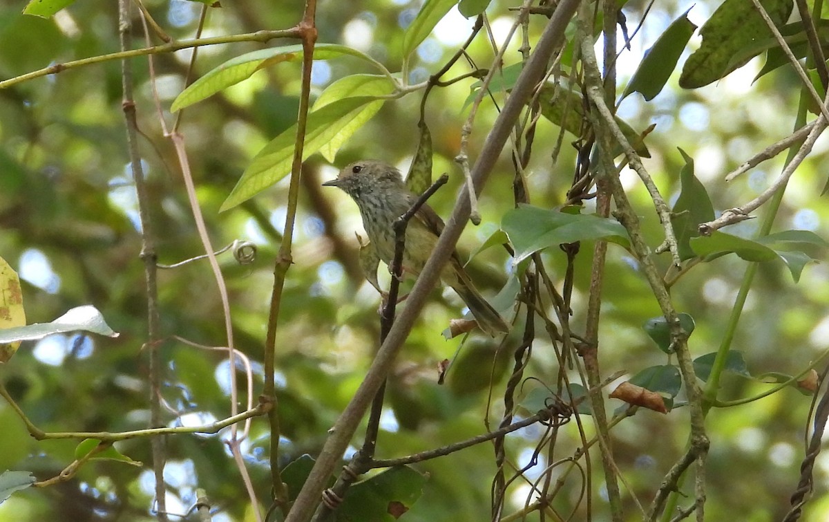 Brown Thornbill - ML646830858