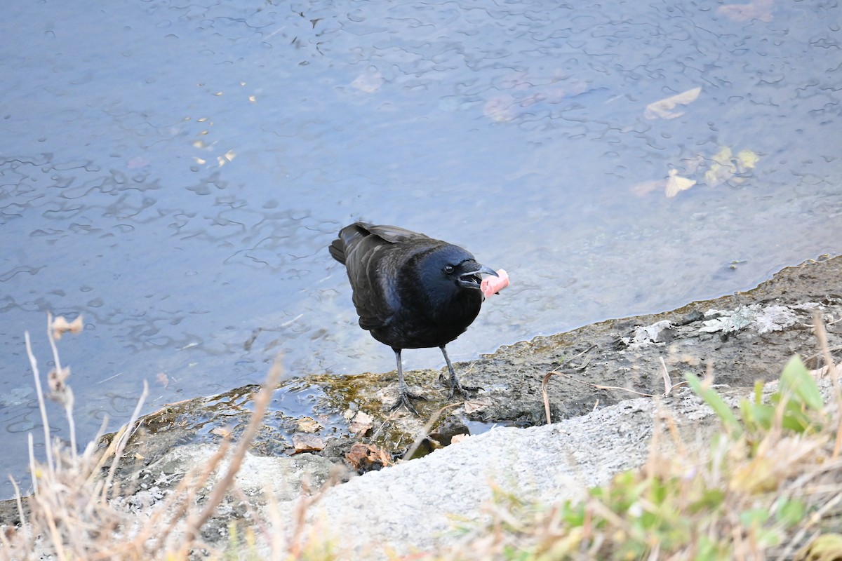 Kara Leş Kargası - ML646830861