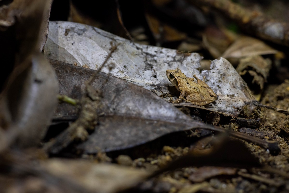 Small Tree Frogs - ML646830862