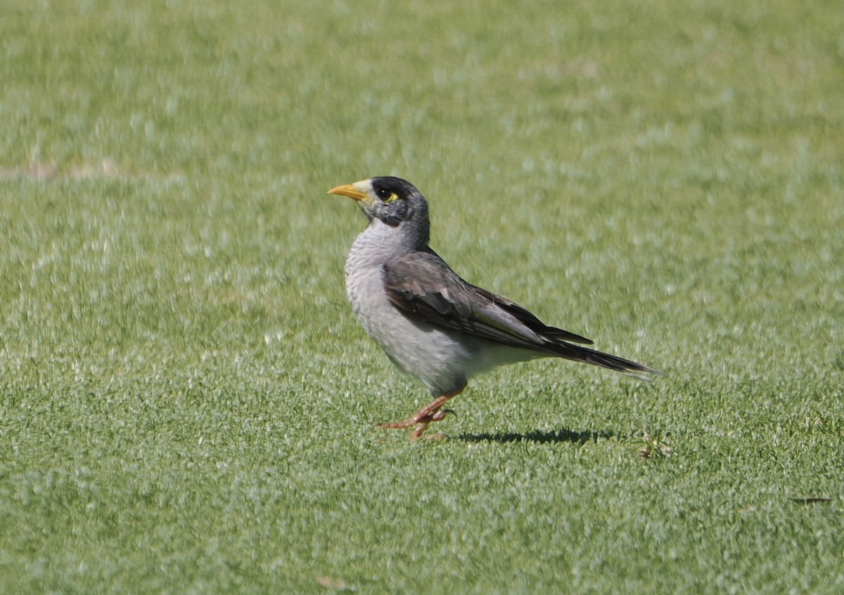 Noisy Miner - ML646830863