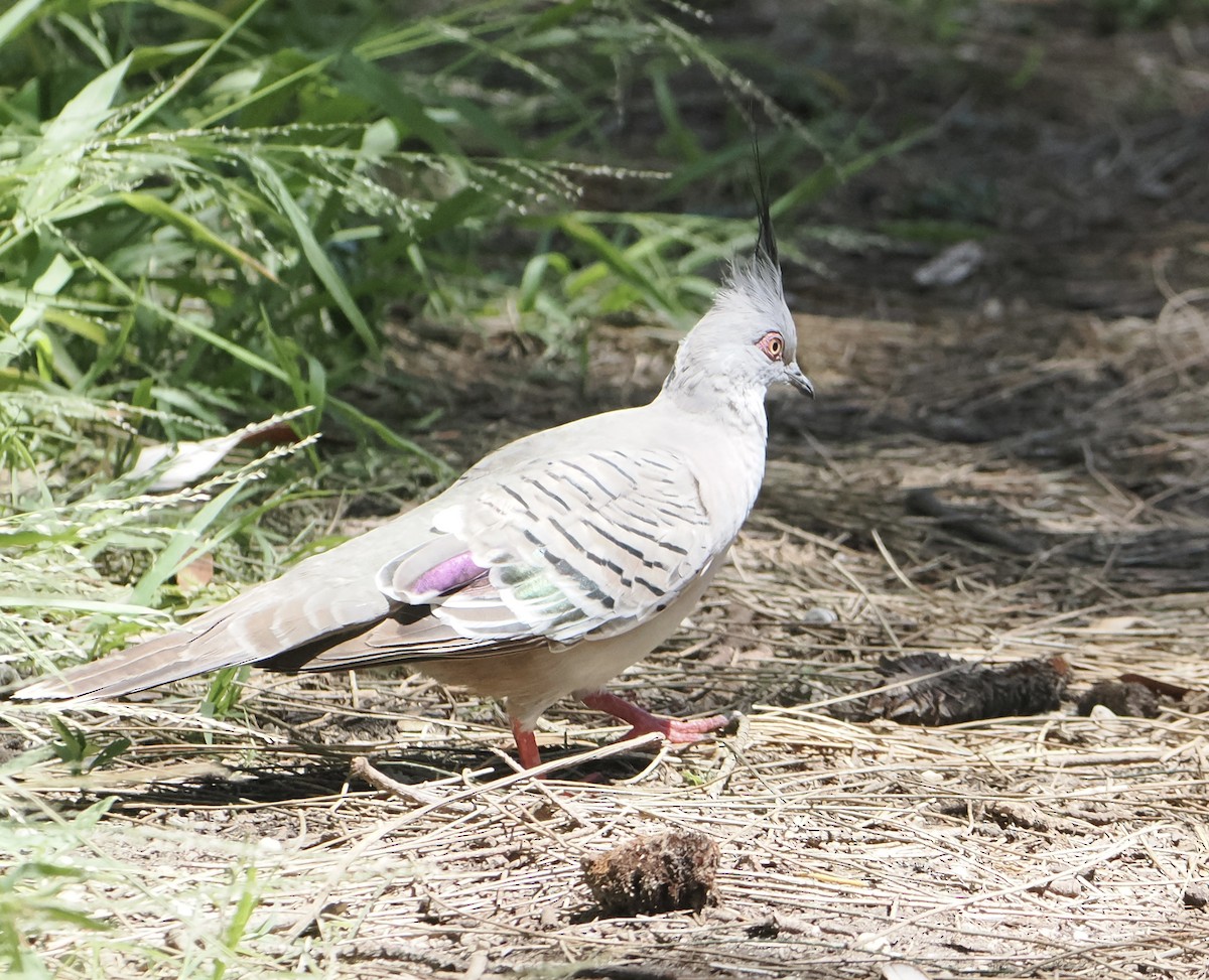 Crested Pigeon - ML646830864
