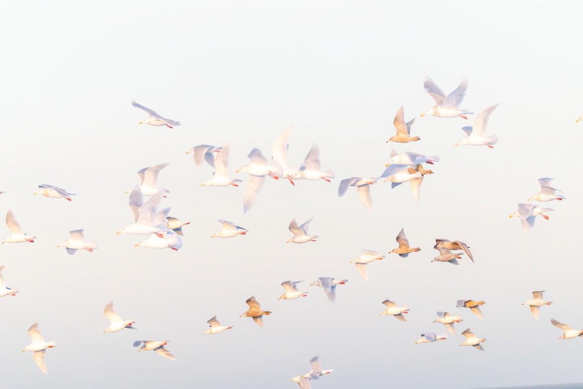 Бургомистр - ML646830868