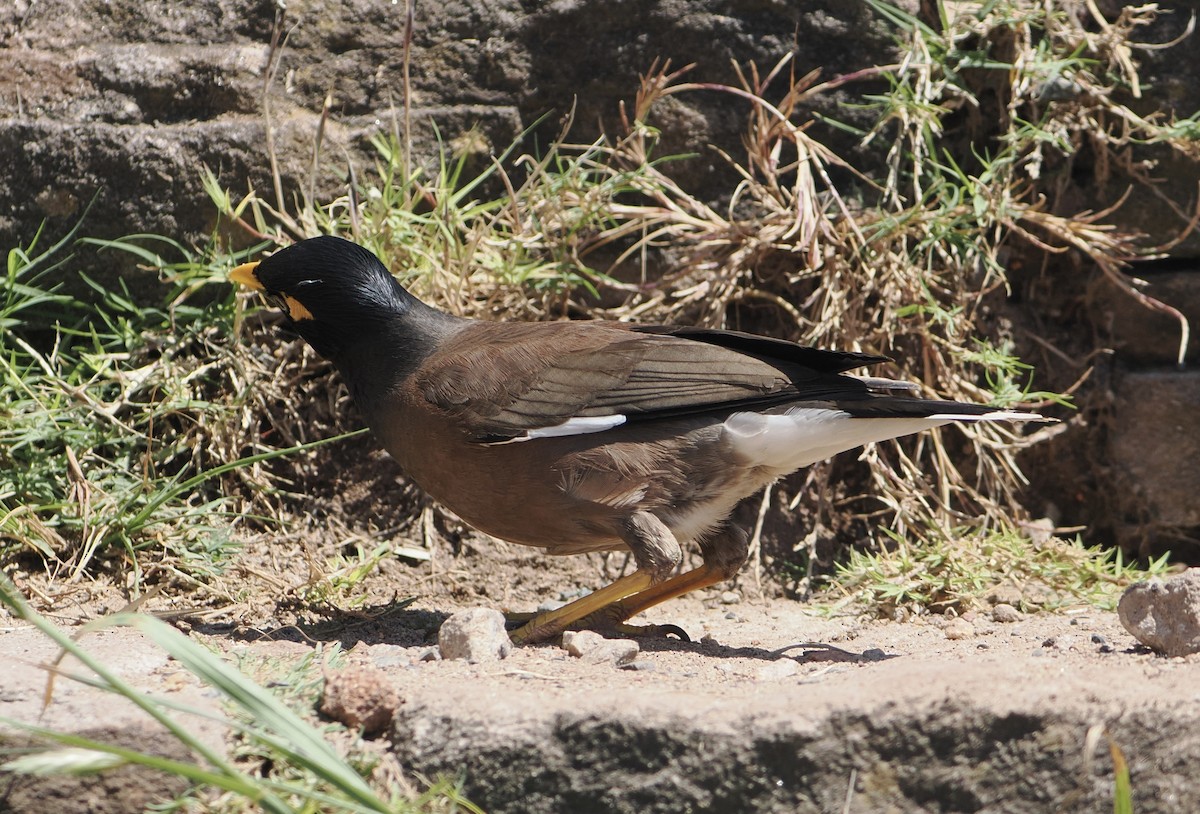 Common Myna - ML646830873