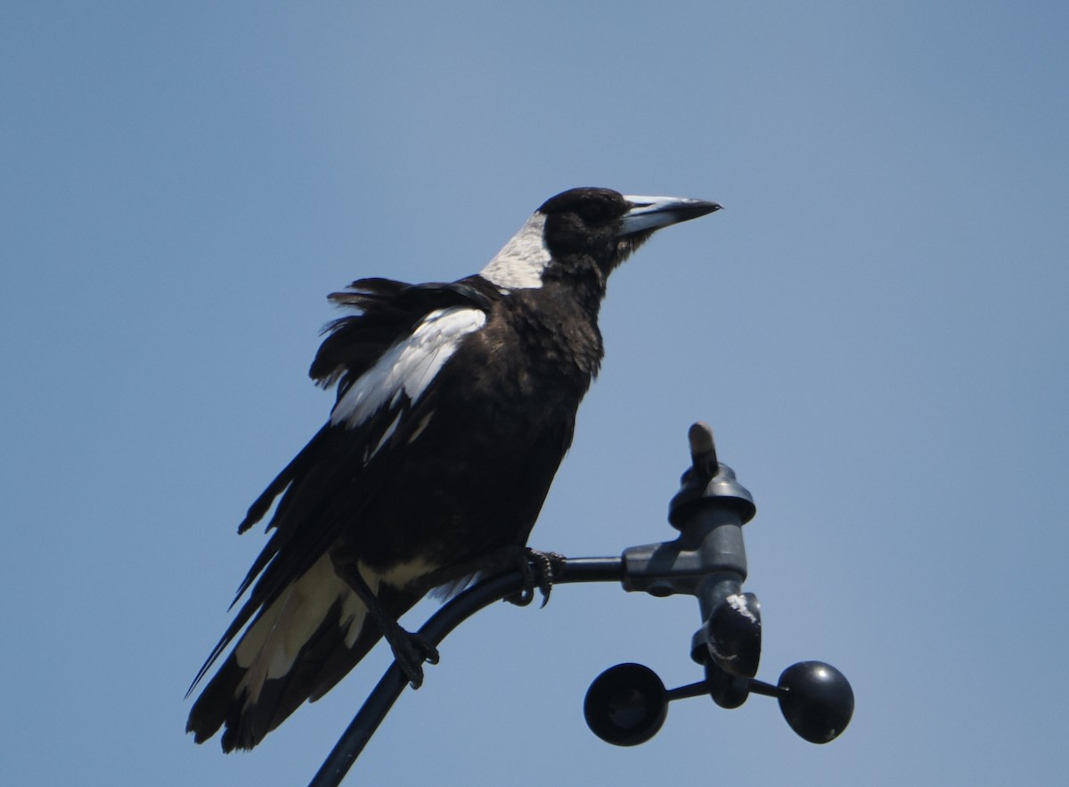Australian Magpie - ML646830875