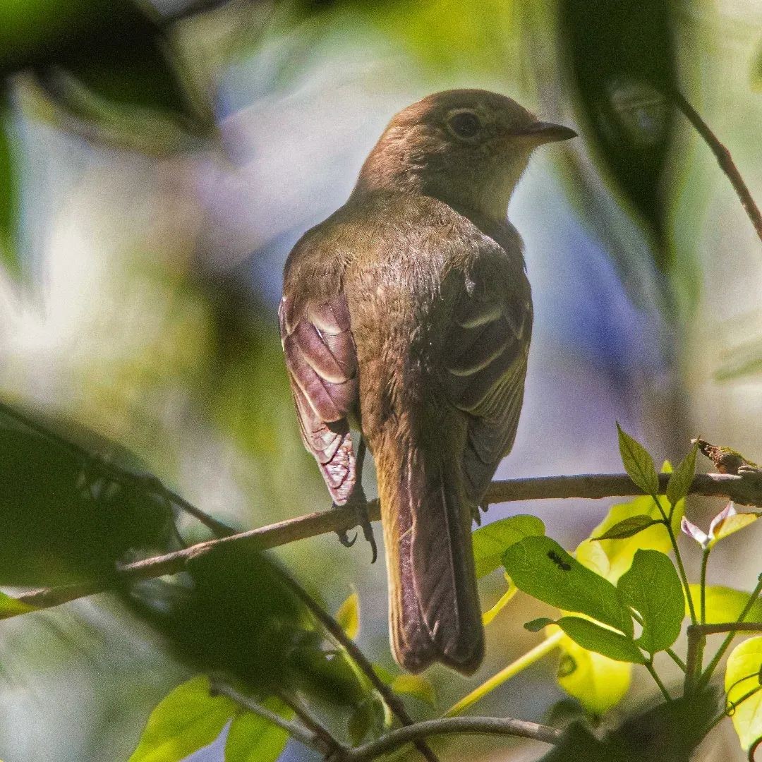 Olivaceous Elaenia - ML646830877