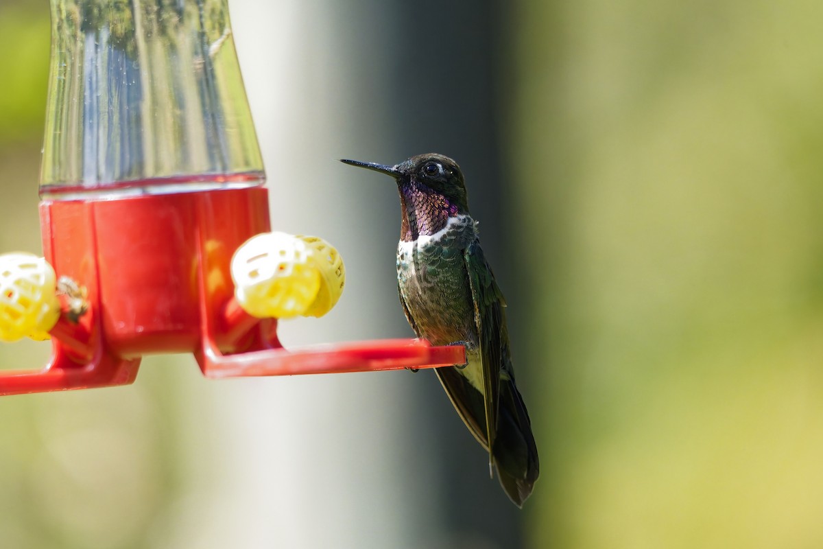 Longuemare's Sunangel - ML646830879