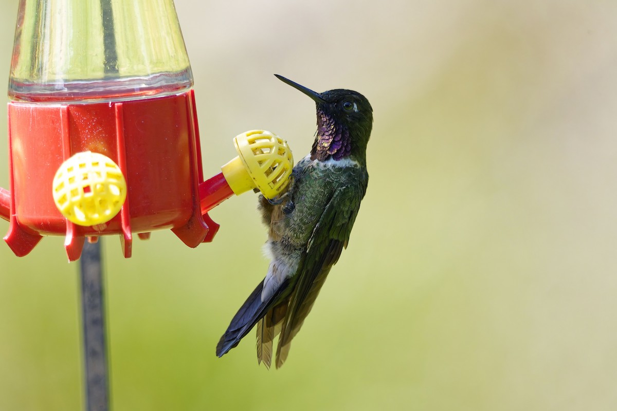 Longuemare's Sunangel - ML646830880