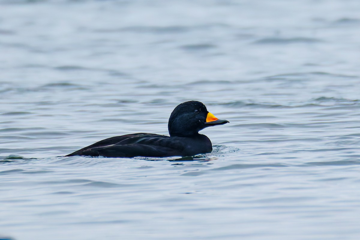 Ahatebeltz amerikarra - ML646830881