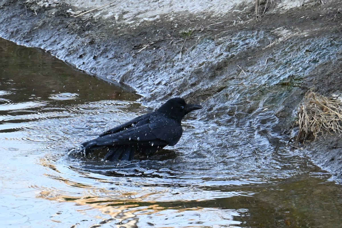 Kalın Gagalı Karga - ML646830882