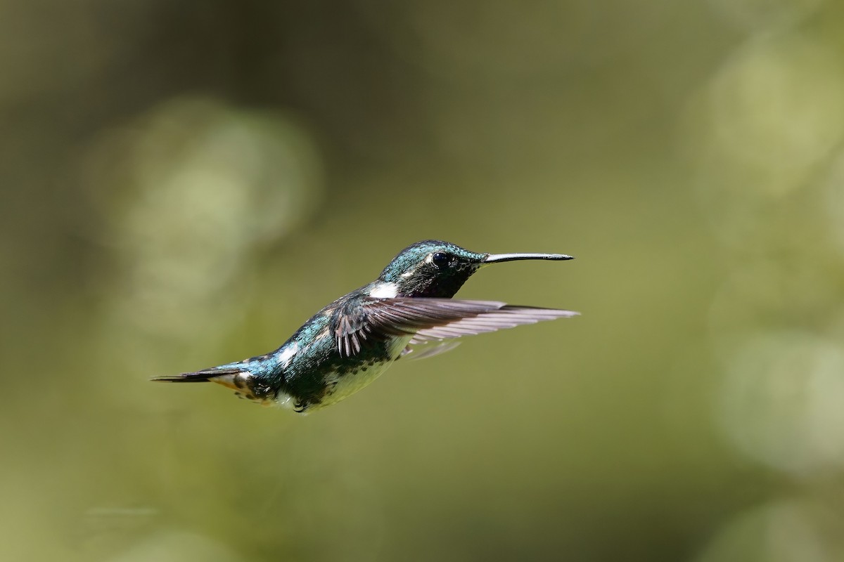 シロハラチビハチドリ - ML646830892