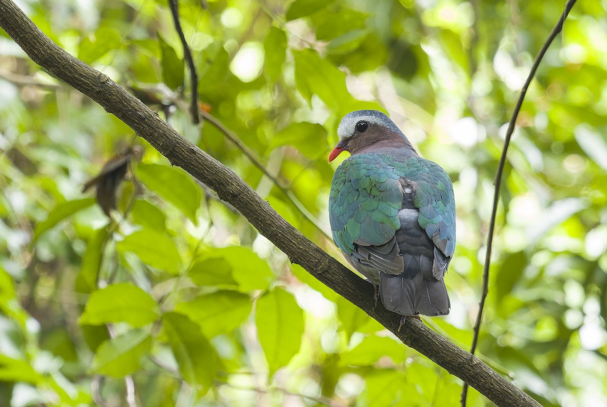 Colombine turvert - ML646830893