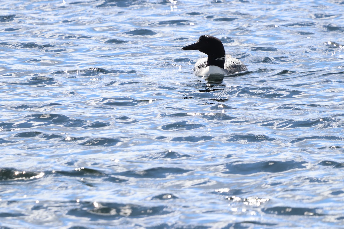 Common Loon - ML646830894