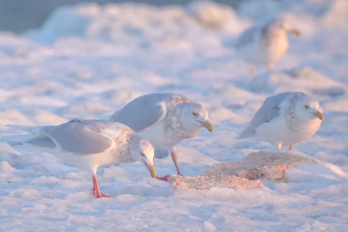 Бургомистр - ML646830897