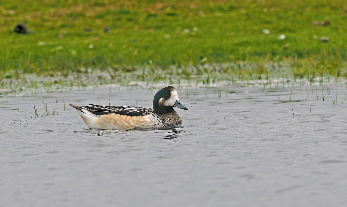 Chiloe Wigeon - ML646830898