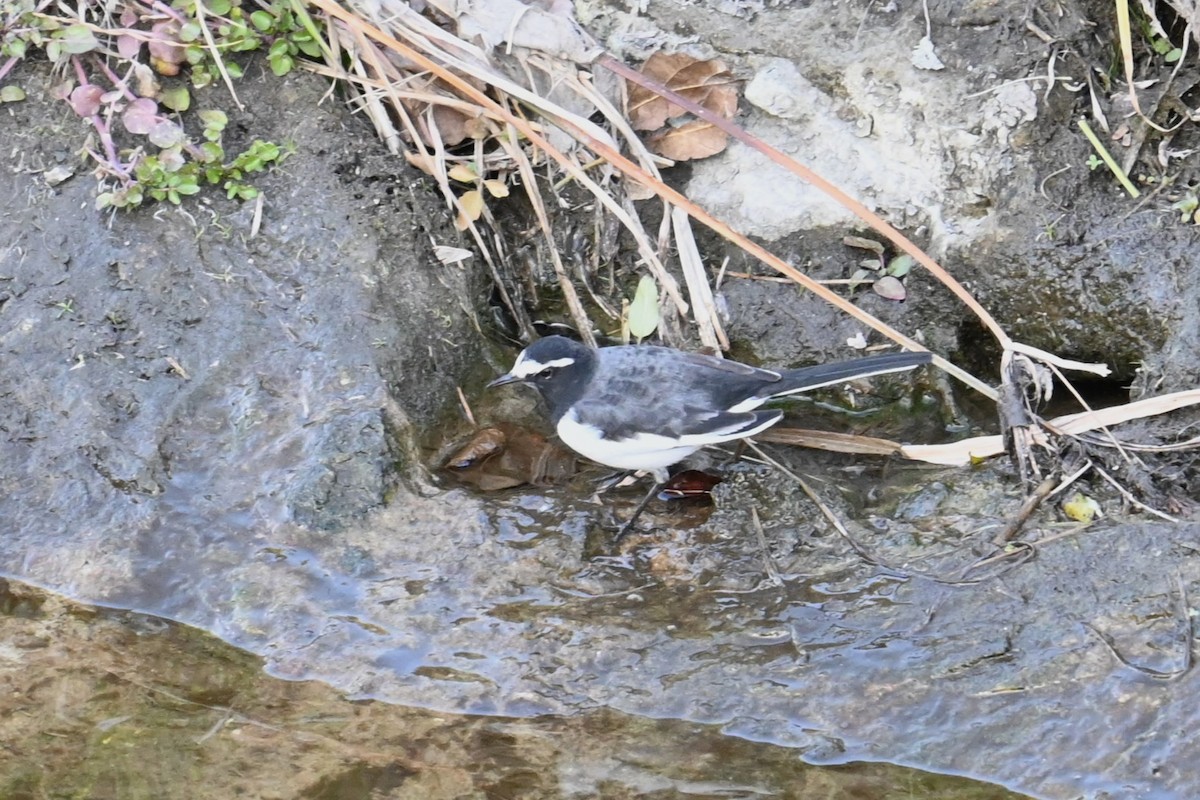 Japon Kuyruksallayanı - ML646830899