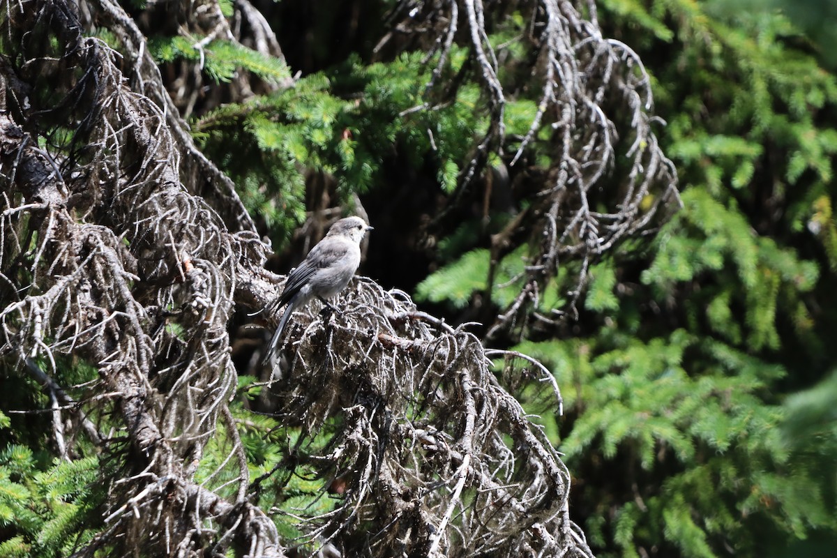 Canada Jay - ML646830900
