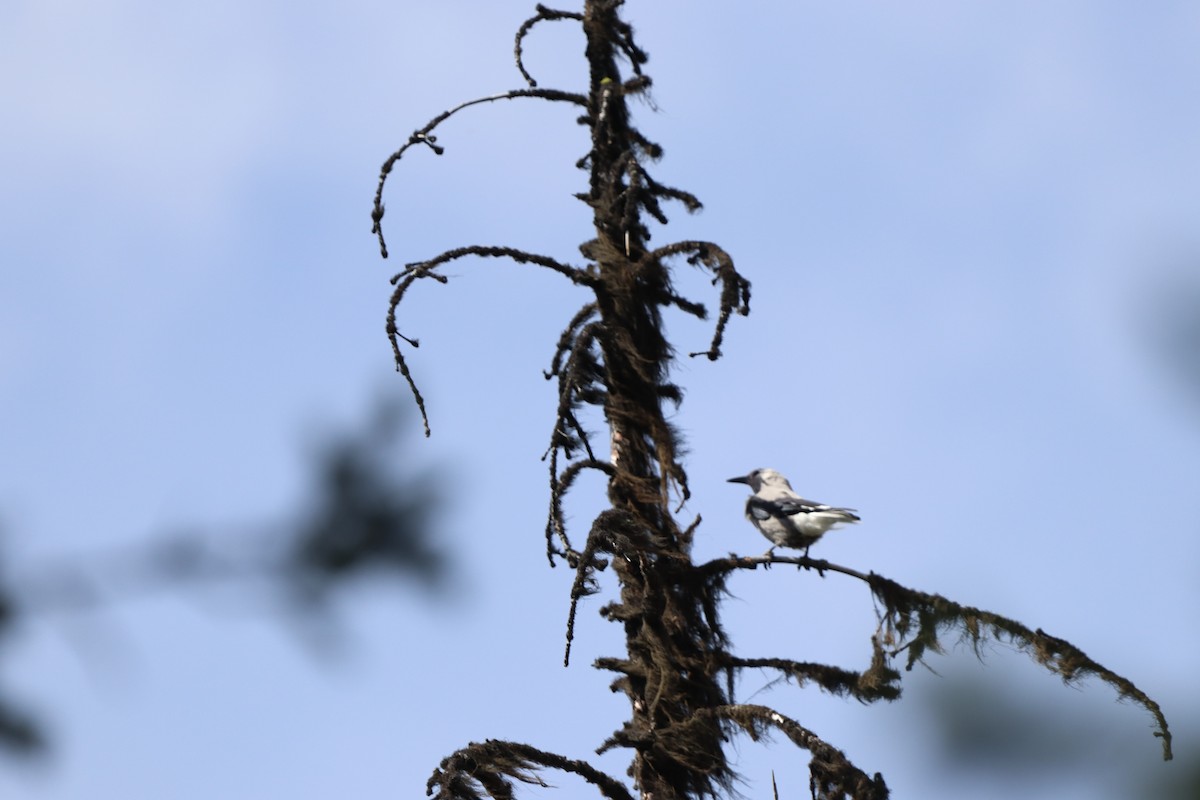 Cassenoix d'Amérique - ML646830907