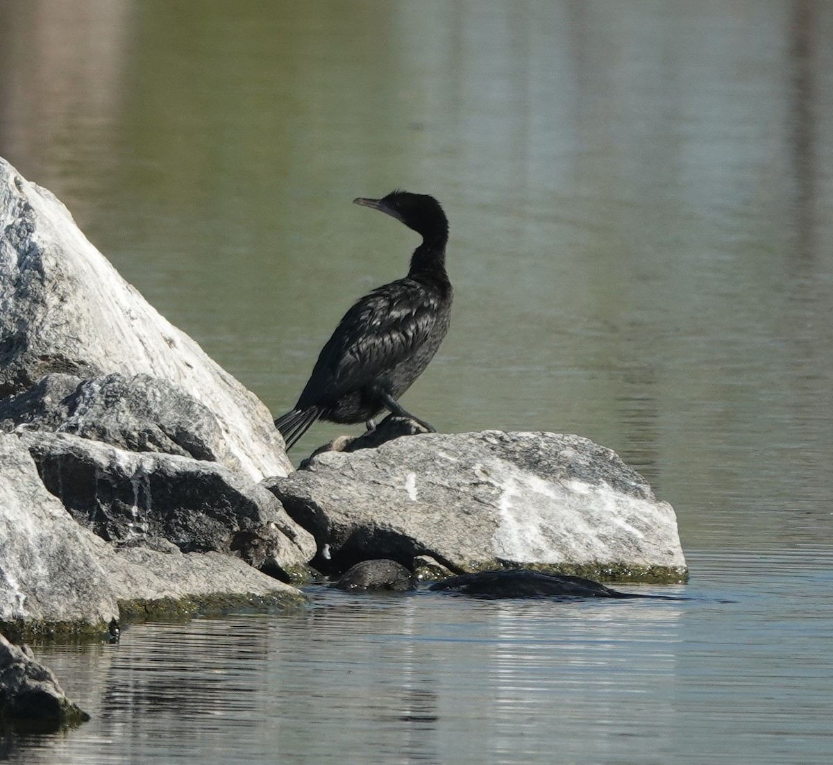 Little Cormorant - ML646830912