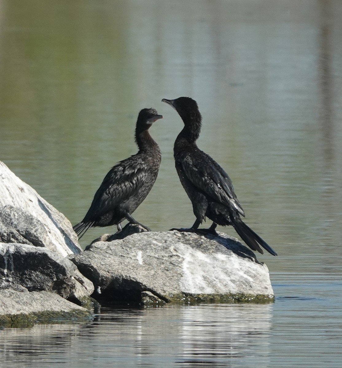 Little Cormorant - ML646830913