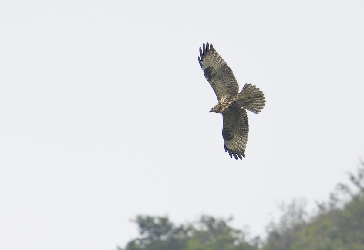 Buse du Japon - ML646830915