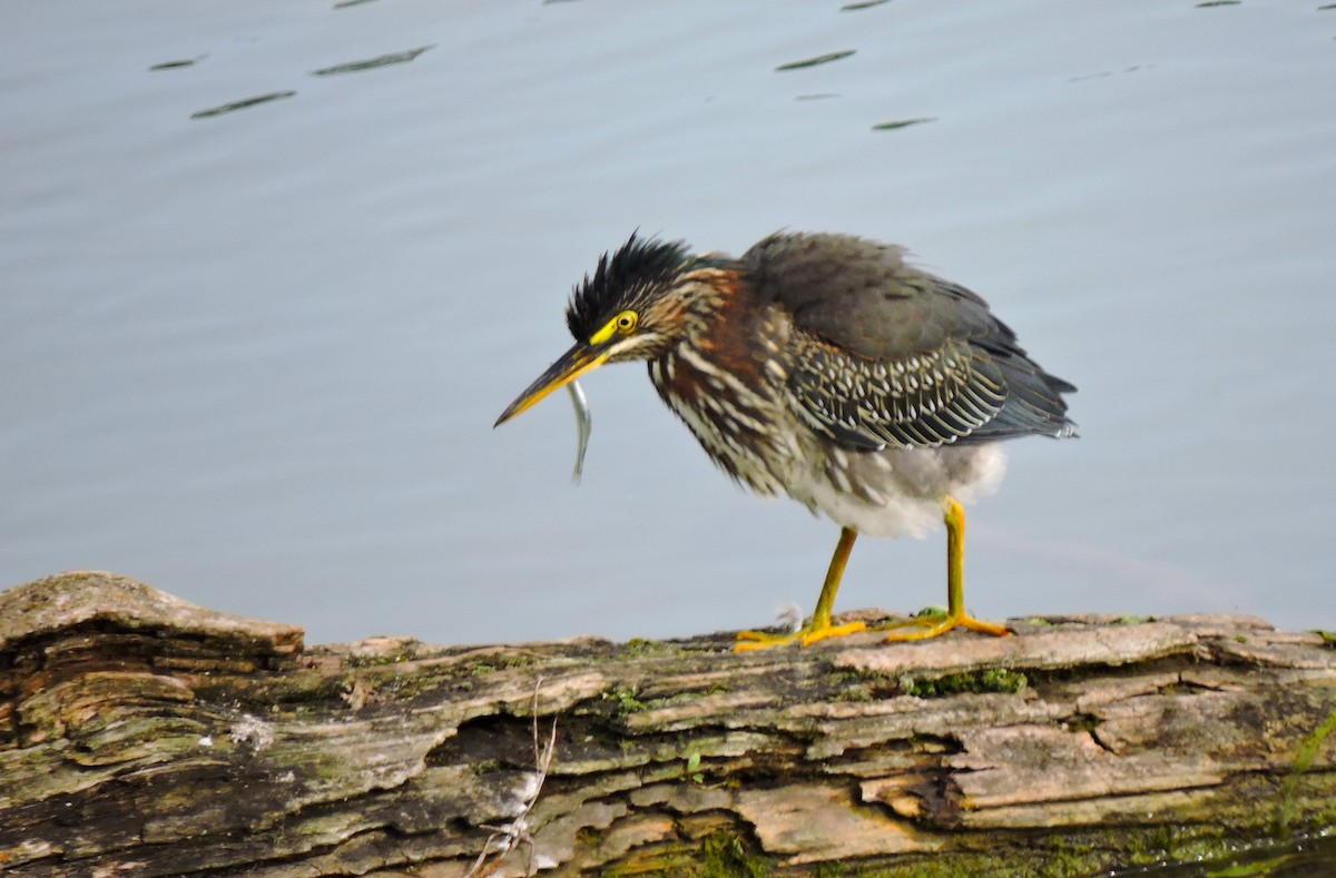 Green Heron - ML646830917